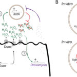 Ramond et al mBIO 2021