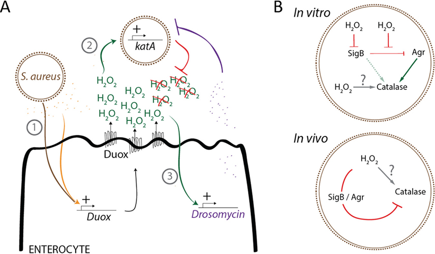 Ramond et al mBIO 2021