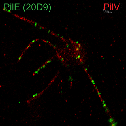 Barnier_PNAS2021